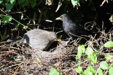 Amsel-7-Tag-4.jpg